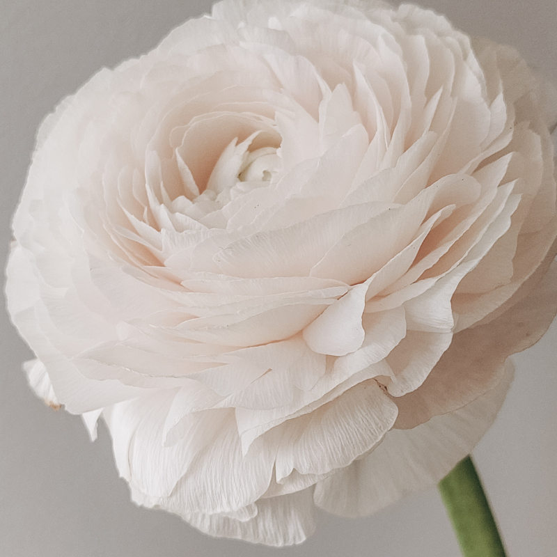 Zonder titel (800 x 1200 px) (1000 x 1000 px) (1800 x 1000 px) (1000 x 1800 px) (800 x 800 px)